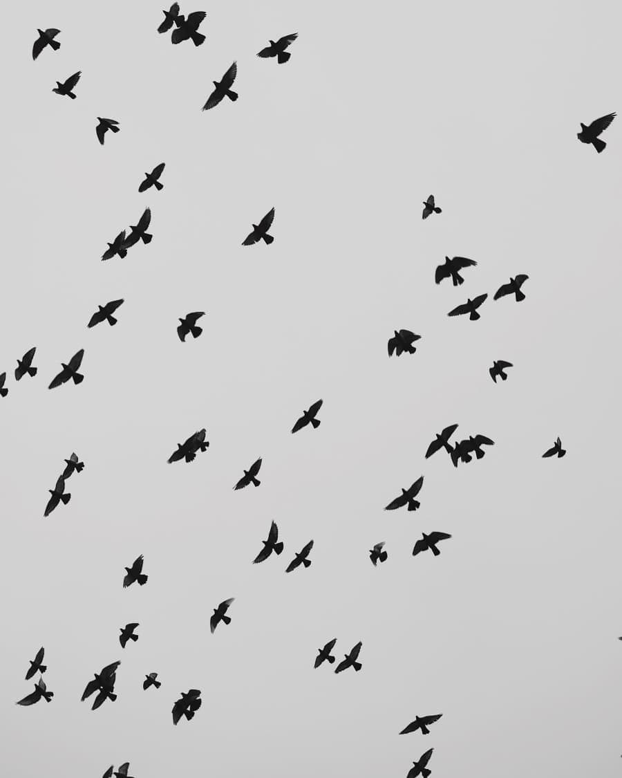 Birds in the air