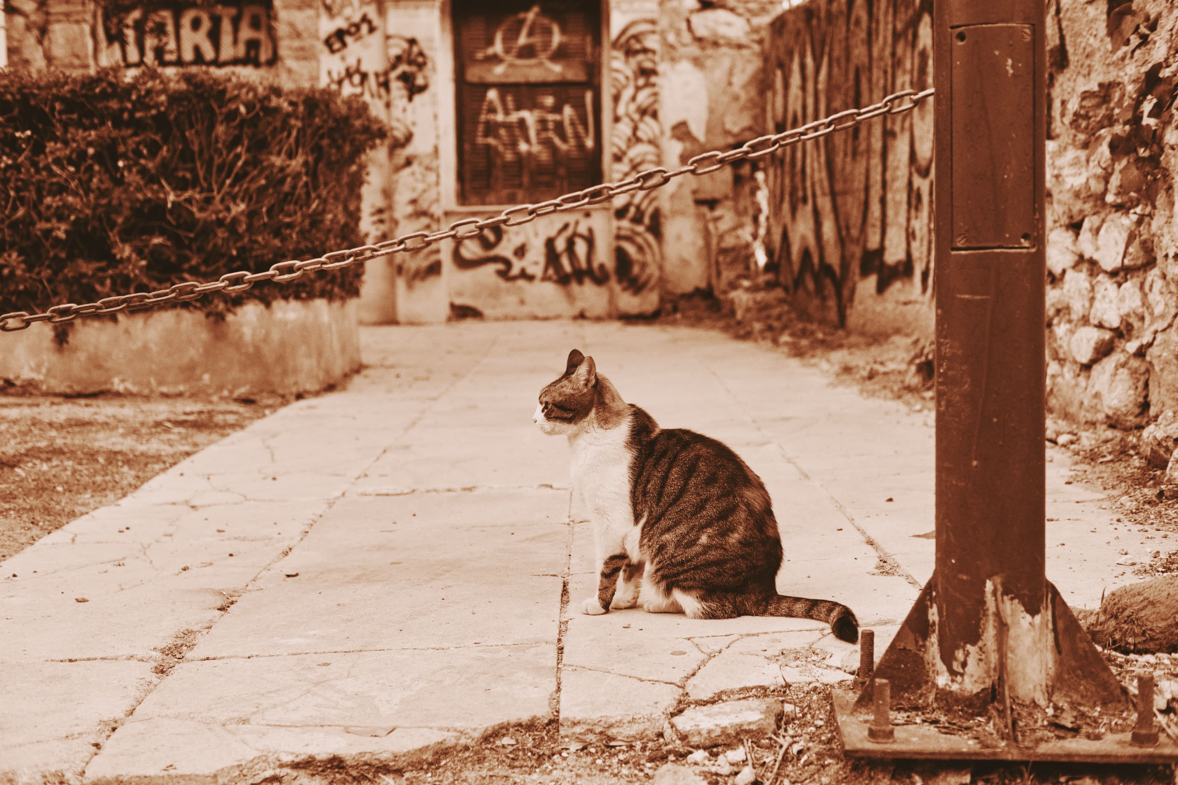 Sepia Cat, Athens, Greece